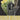 #couleur_ribbon-lemon-white