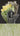 #couleur_ribbon-green-white